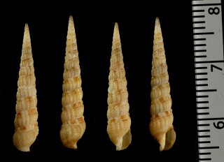 フタスジシラネタケ (仮称) Hastulopsis bilineata small