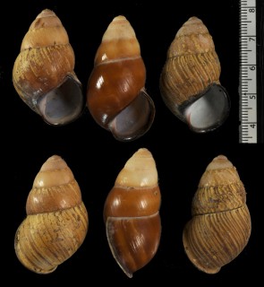 パラワンタケノコマイマイ Helicostyla satyrus tidepolensis small