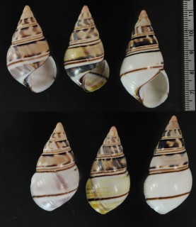 コシオビイトヒキマイマイ Liguus fasciatus achatinus small