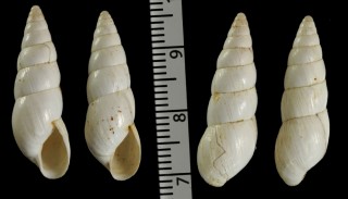 ゾウゲキセルモドキ (仮称) Zebrina eburnea small