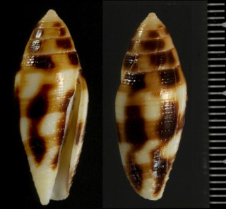 フデイモ Conus mitratus small