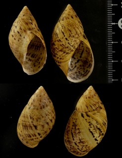 ハラブトサボテンマイマイ (仮称) Plectostylus variegatus small