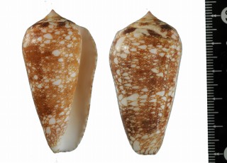 ミナミアジロイモの一型 Conus omaria viperinus small