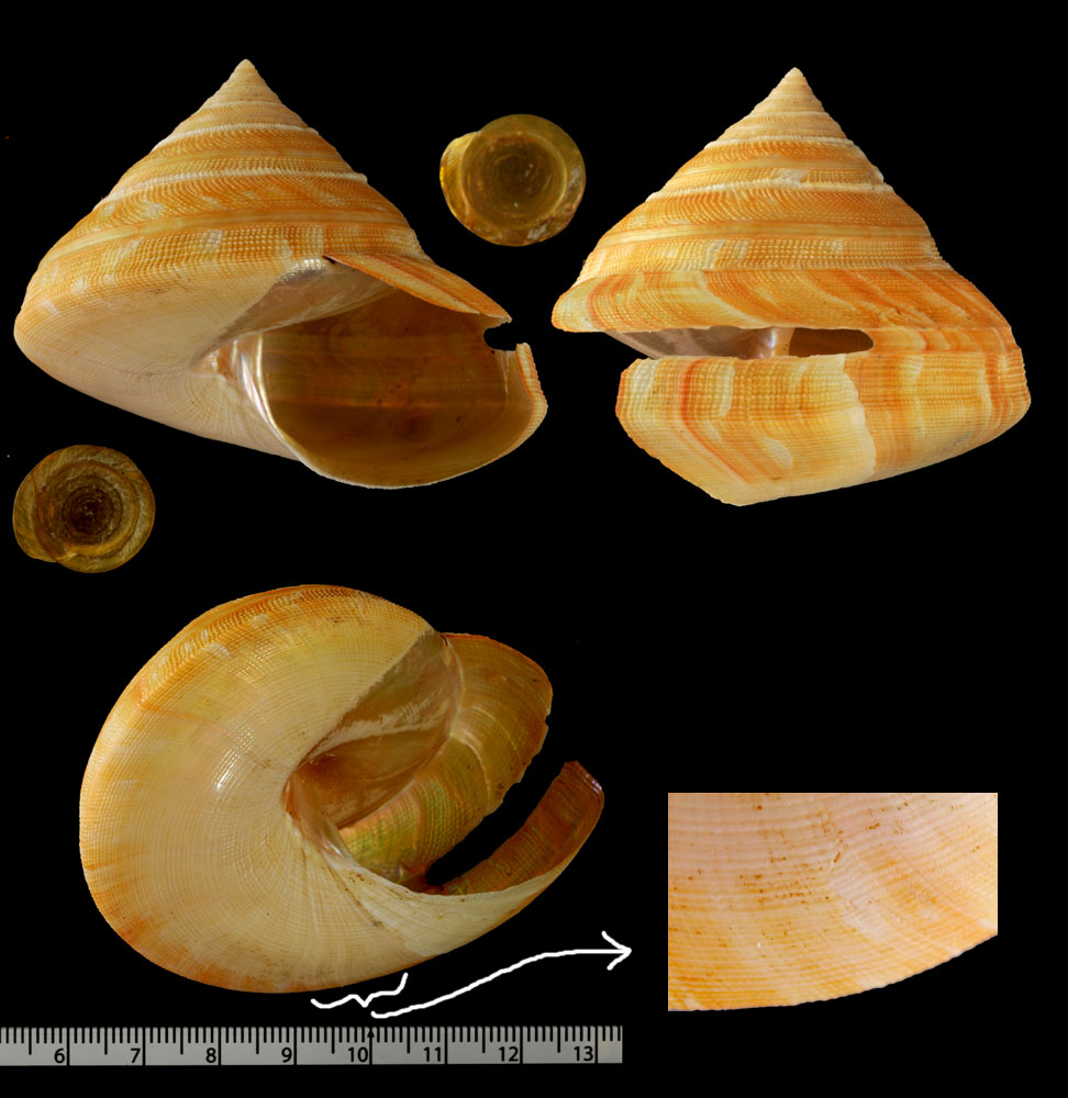 Microshells: Bayerotrochus philpoppei ゴコウノオキナエビス