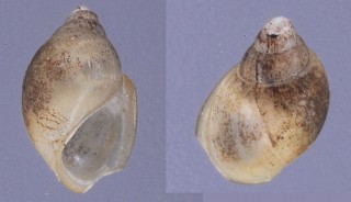 アパータマメタニシ (仮称) Lithoglyphopsis aperta small