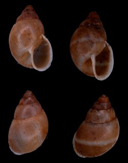リドレーシイノミクチトジマイマイ (仮称) Hyperaulax ridleyi small