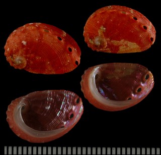 ヒイロカリブアワビ (仮称) Haliotis aurantium small