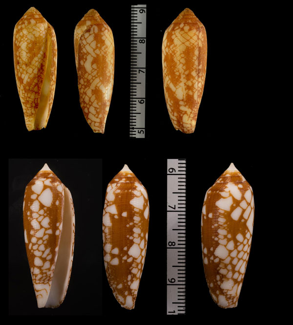 ホソタガヤサンミナシ Conus auricomus small