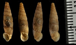 ホソセンチクビギセル (仮称) Papillifera bidens bidens small