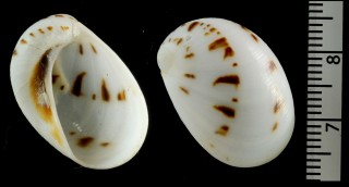 ヒロクチリスガイ Mammilla melanostomoides small