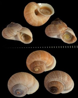 ビクターヒダクチヒレ Annularia victoris small