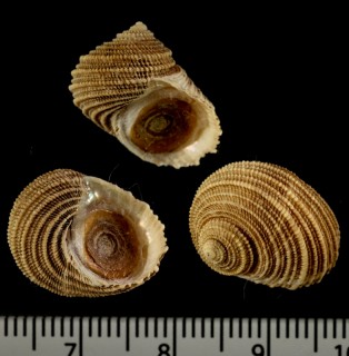 カワリアシヤエビス (仮称) Hybochelus leucogranulatus small