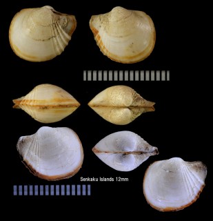 ミョウガシャクシ 茗荷杓子 Cardiomya semicostata small