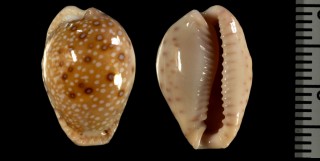 ヒガシアフリカダカラ Erosaria marginalis melocellata