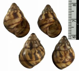 チイサブラジルサラサマイマイ (仮称) Orthalicus sp. small