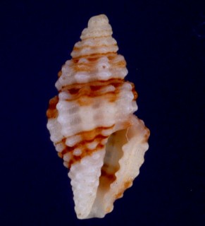 ヒシガタアラボリクチキレ 菱形粗彫口切 Lienardia caelata small