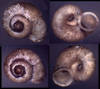 ピルスブリムシオイ Chamalycaeus pilsbryi