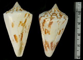 ウスズミイモ Conus eximius small