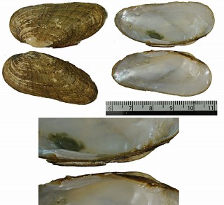 カンバーランドヌマガイ （仮称） Medionidus conradicus small