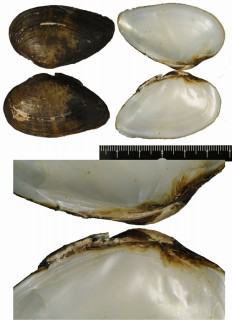 ヒメシカアシカワボタン Truncilla donaciformis small