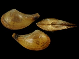シャクシロウバイ 杓子臘梅 Nuculana acinacea small