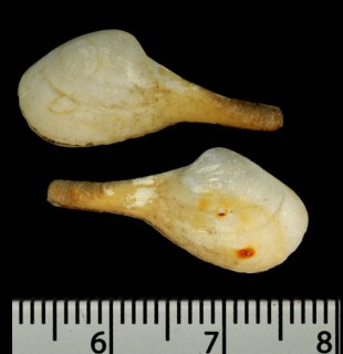 エナガシャクシ Cuspidaria macrorhynchus small