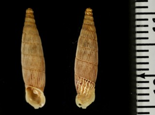 アーサーアオギセル （仮称） Albinaria arthuriana small