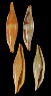 ムラクモキヌヅツミ 群雲絹包 Phenacovolva gracilis small