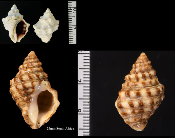 チソーレイシ Semiricinula tissoti small