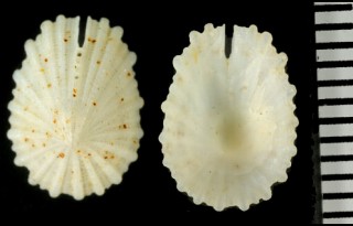 スソキレガイ Emarginula crassicostata small