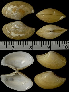 ターリソデガイ Pseudomalletia taliensis small