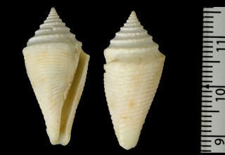 ボホールアコメイモ Conus boholensis small
