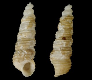 ユキノキリニナ 雪の錐蜷 Turritellopsis acicula stimpsoni small