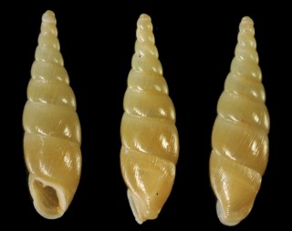 ハラブトノミギセル Hemizaptyx ptychocyma small