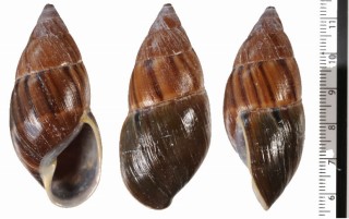 バイショガンドナガマイマイ (仮称) Thaumastus baixoguanduensis small
