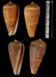 クリイロイモ Conus radiatus small