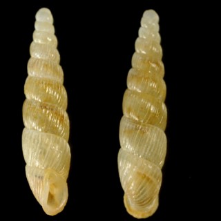 イトカケノミギセル Hemizaptyx caloptyx small