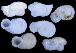 ミカエリスノタウチ (仮称) Opisthostoma michaelis small