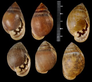 クロヒラシイノミ Pythia pachyodon small
