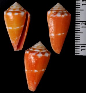 ニヨリコマドリイモの仲間 Conus archetypus bertarollae small