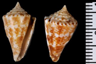 オサナオトヒメイモ Conus aphrodite small