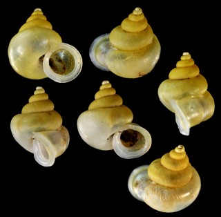 カロポマムシオイ (仮称) Alycaeus calopoma small