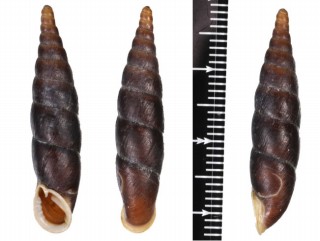 ワジンギセル 和仁煙管蝸 Hemiphaedusa kanaganensis small