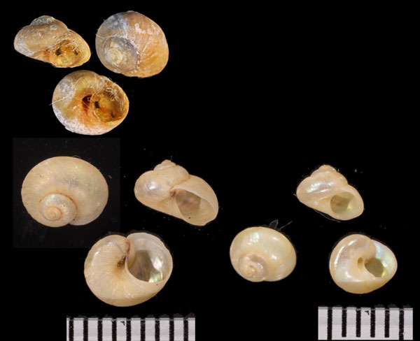 エゾシタダミ Margarites helicinus pilsbryi small