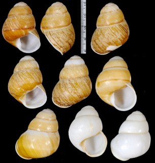 フタオビコガネゴシキマイマイ Helicostyla metaformis ovularis small