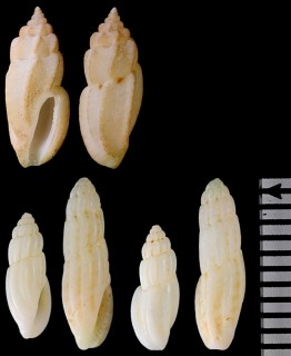 カザリコトツブ Eucithara coronata small