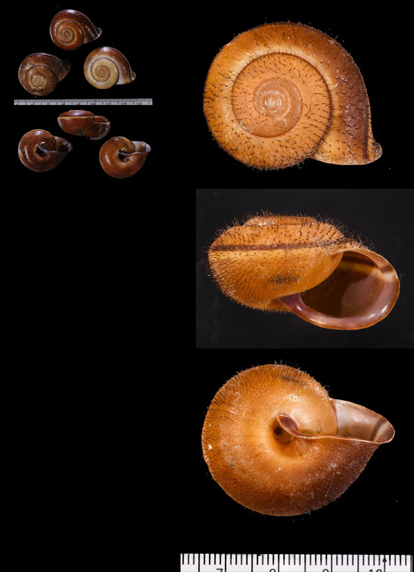 ミンダナオビロウドマイマイ Tricheulota spinosissima small