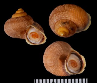 ロメリクチヒレ (仮称) Annularisca romeri small