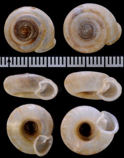 ベトナムハルサメイトカケマイマイ (仮称) Plectopylis moellendorffi small