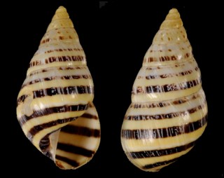プリムラミカンマイマイ (仮称) Drymaeus mexicanus primularis small